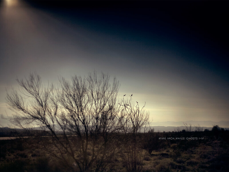Silhouetted Branches in Desert