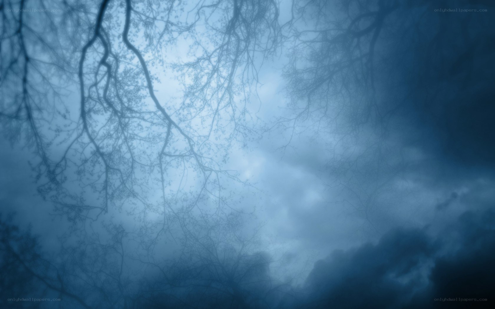 Silhouetted branches in misty sky