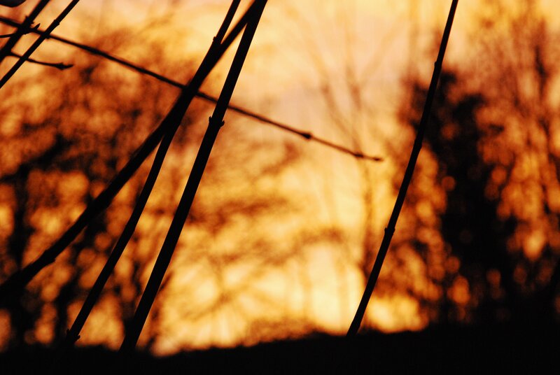 Silhouetted Branches — Orange