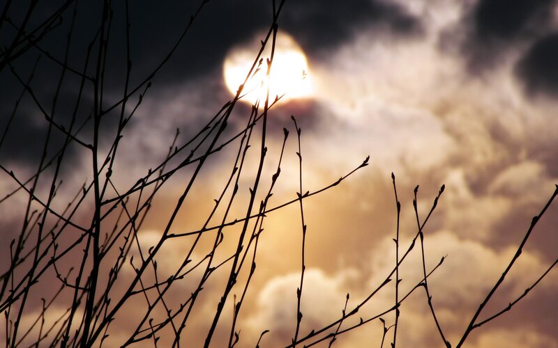 Silhouetted Branches — Yellow, Dramatic