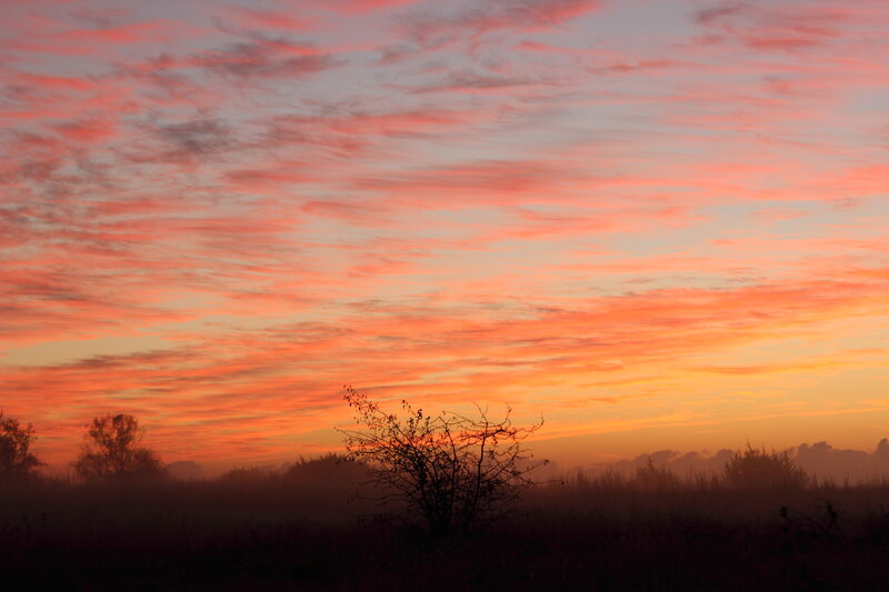 Silhouetted Bush in Field — Orange