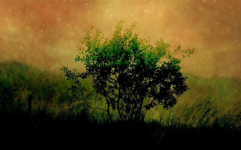 Silhouetted Bush in Field