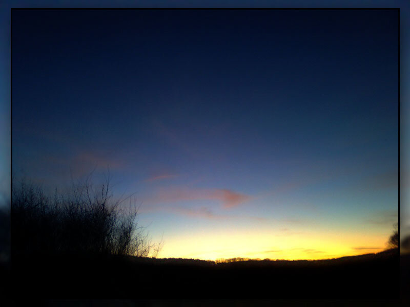 Silhouetted Bushes at Dusk