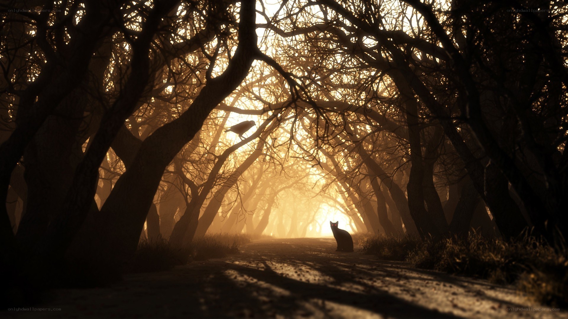 Silhouetted cat in forest tunnel
