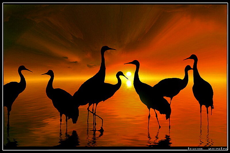 Silhouetted Cranes — Orange