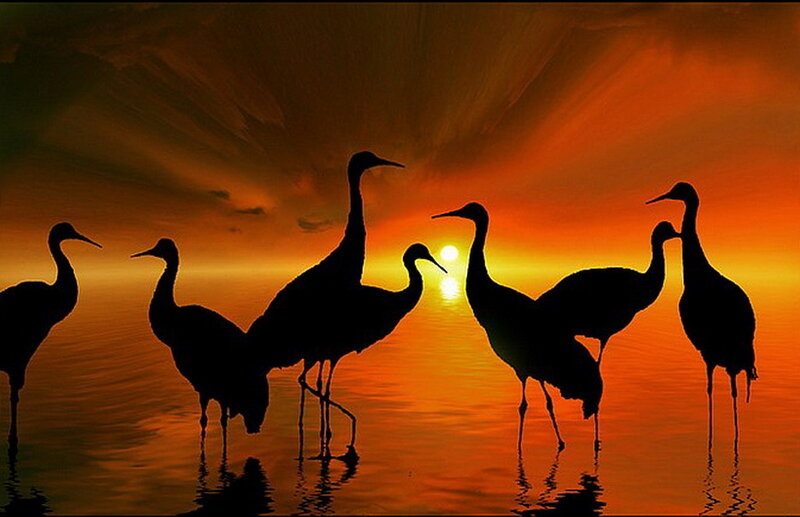 Silhouetted Cranes