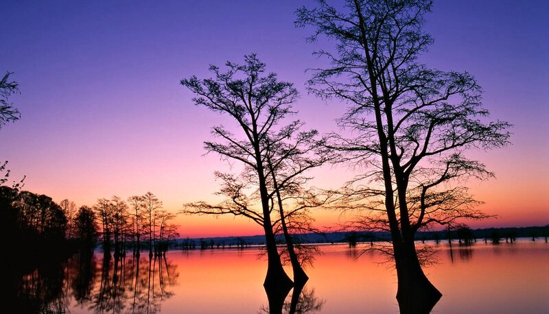 Silhouetted Cypress Trees — Purple