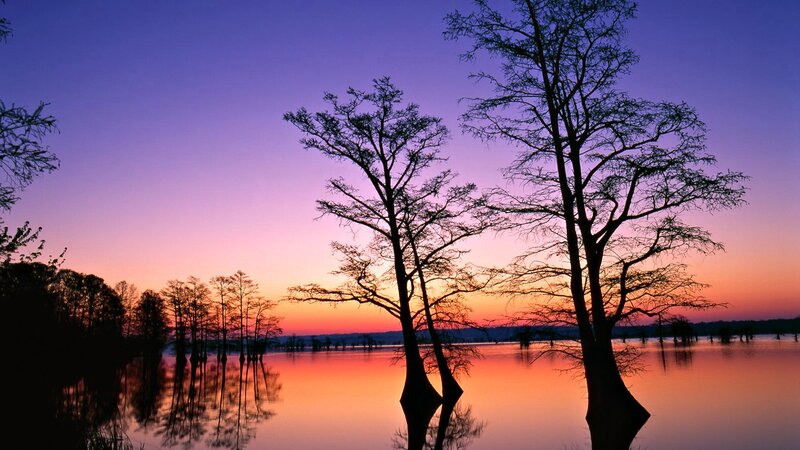 Silhouetted Cypress Trees