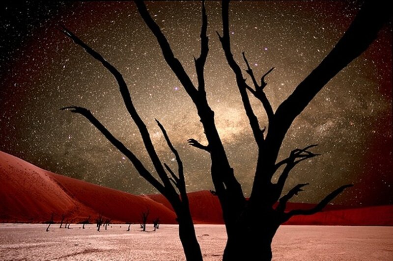 Silhouetted Dead Tree — Black