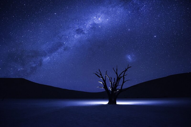 Silhouetted Dead Tree — Blue, Serene