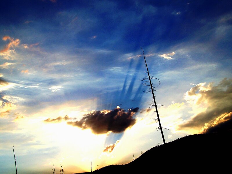 Silhouetted Dead Tree — Blue