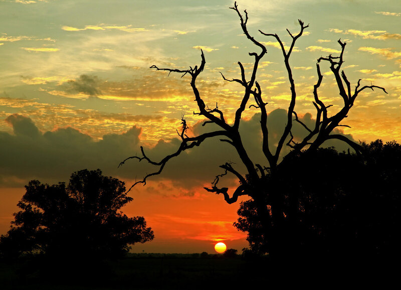 Silhouetted Dead Tree — Orange, Dramatic, Sunset, Photograph