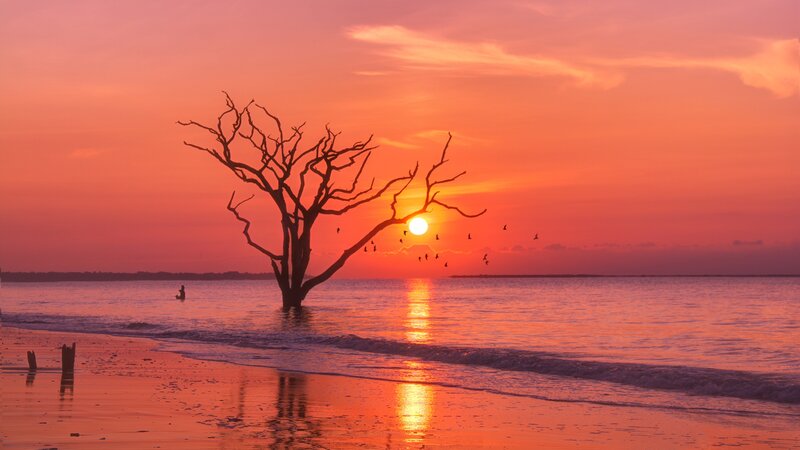 Silhouetted Dead Tree — Orange, Serene