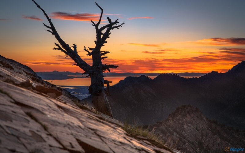 Silhouetted Dead Tree — Orange