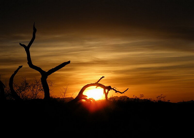 Silhouetted Dead Tree