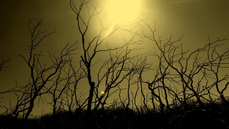 Silhouetted Dead Trees — Black, Dramatic