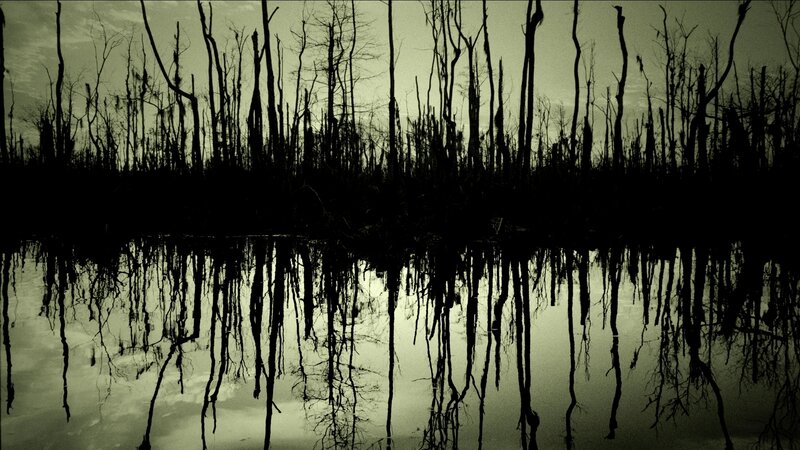 Silhouetted Dead Trees — Black