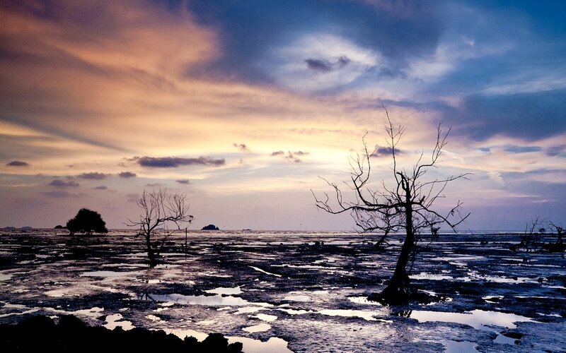 Silhouetted Dead Trees — Blue