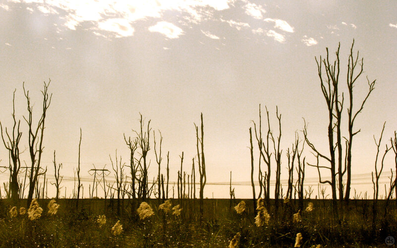 Silhouetted Dead Trees — Brown