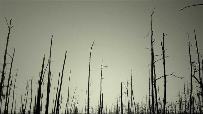 Silhouetted Dead Trees — Gray
