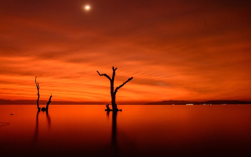Silhouetted Dead Trees — Orange