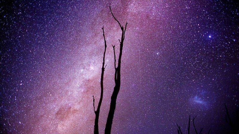 Silhouetted Dead Trees — Purple, Serene