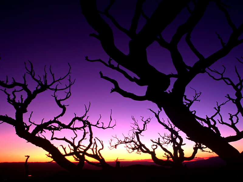 Silhouetted Dead Trees — Purple