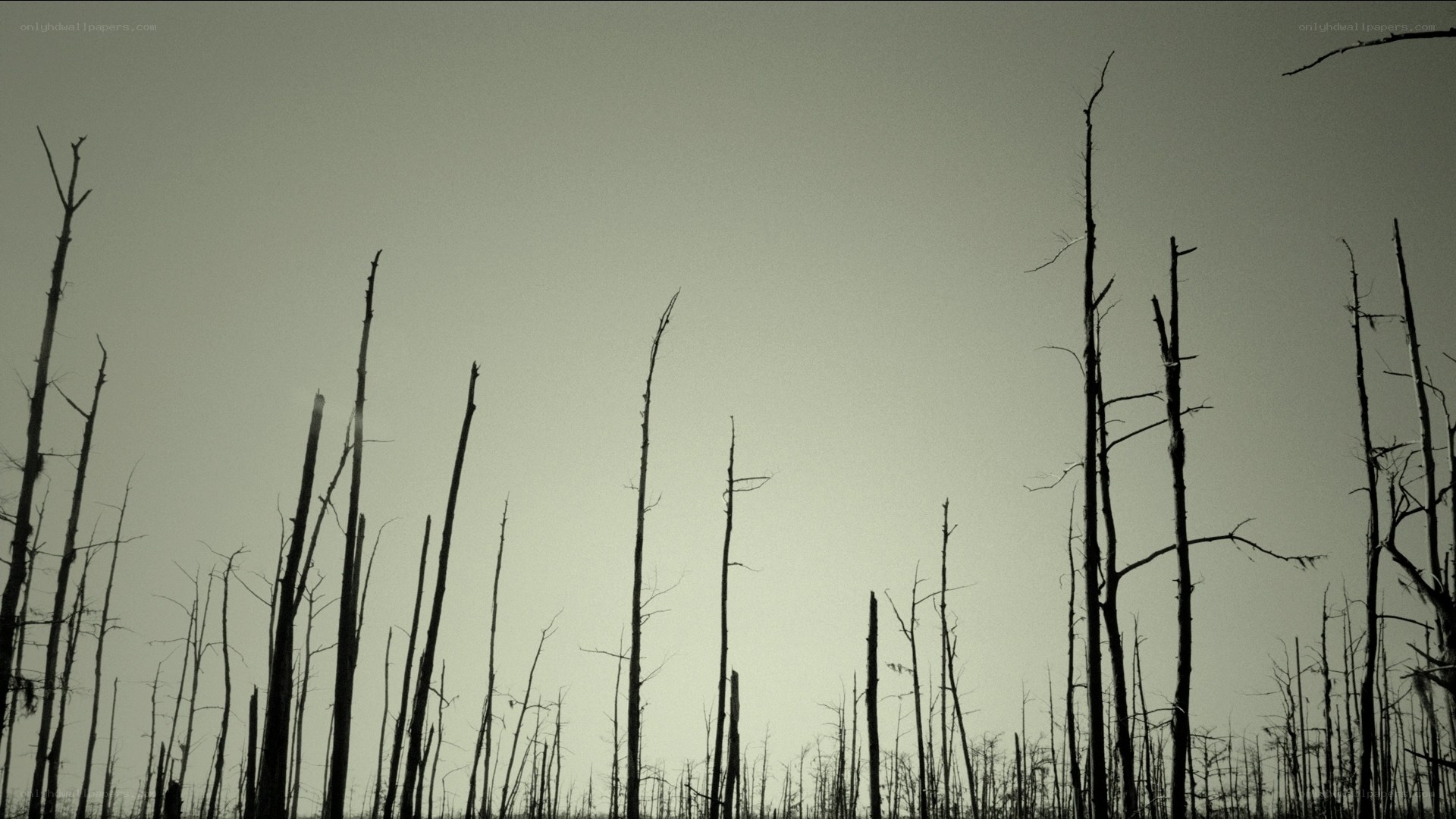 silhouetted dead trees