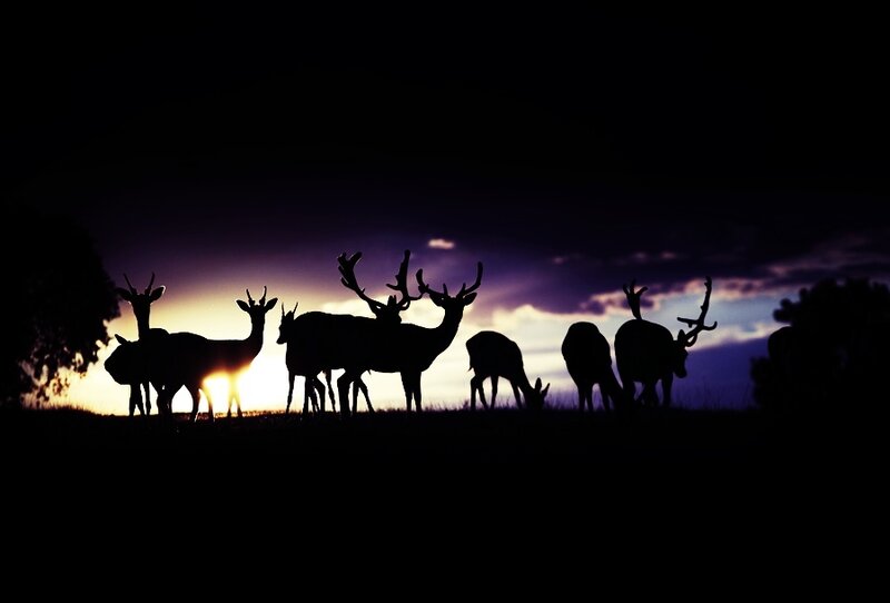 Silhouetted Deer Herd