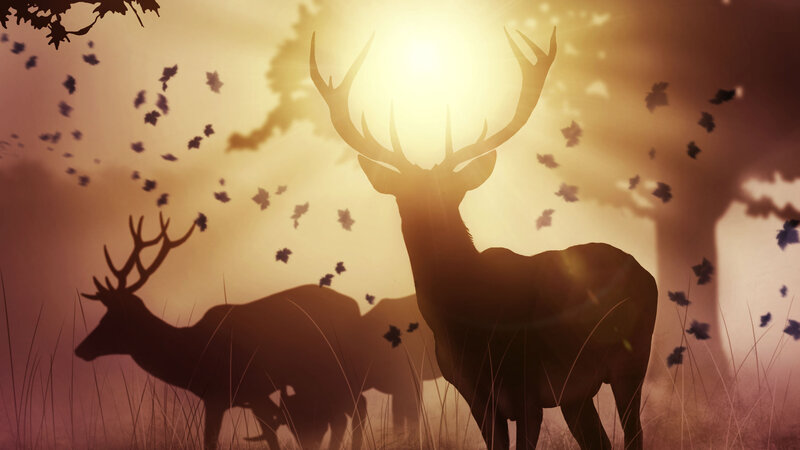 Silhouetted Deer in Field