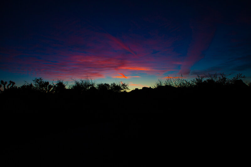 Silhouetted Desert Plants