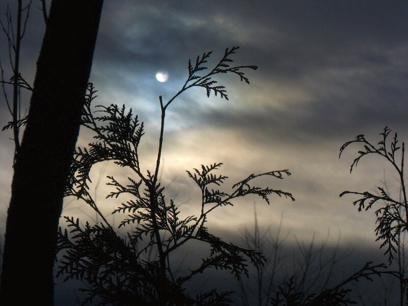 Silhouetted Evergreen Branches — Black