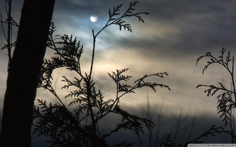Silhouetted Evergreen Branches