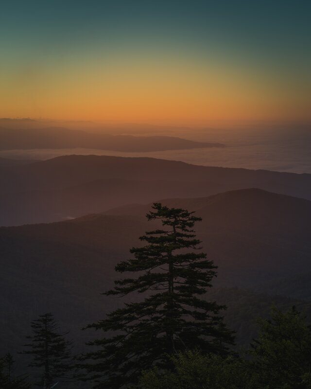 Silhouetted Evergreen Tree