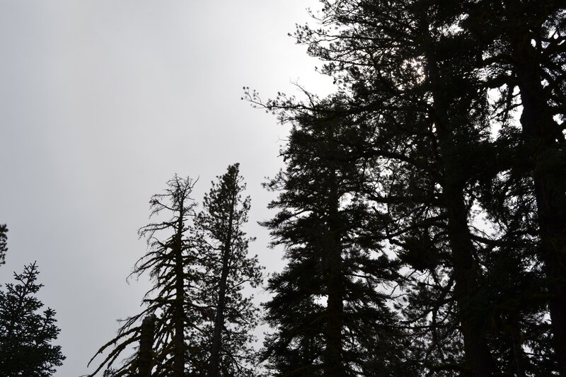 Silhouetted Evergreen Trees — Black, Dramatic, Afternoon