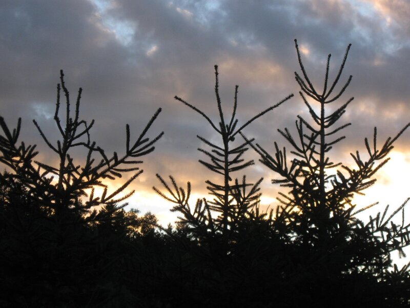 Silhouetted Evergreen Trees — Black, Dramatic