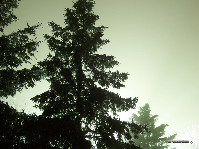 Silhouetted Evergreen Trees — Black