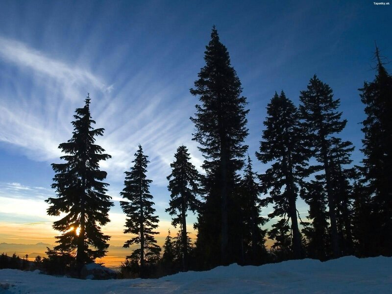 Silhouetted Evergreen Trees — Blue