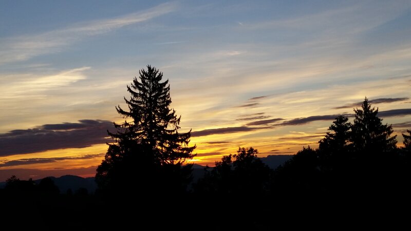 Silhouetted Evergreen Trees — Orange