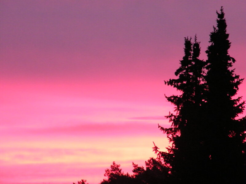 Silhouetted Evergreen Trees — Pink