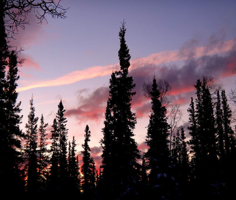 Silhouetted Evergreen Trees — Purple
