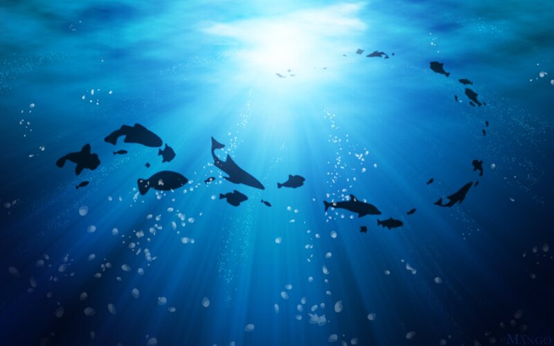 Silhouetted Fish in Water