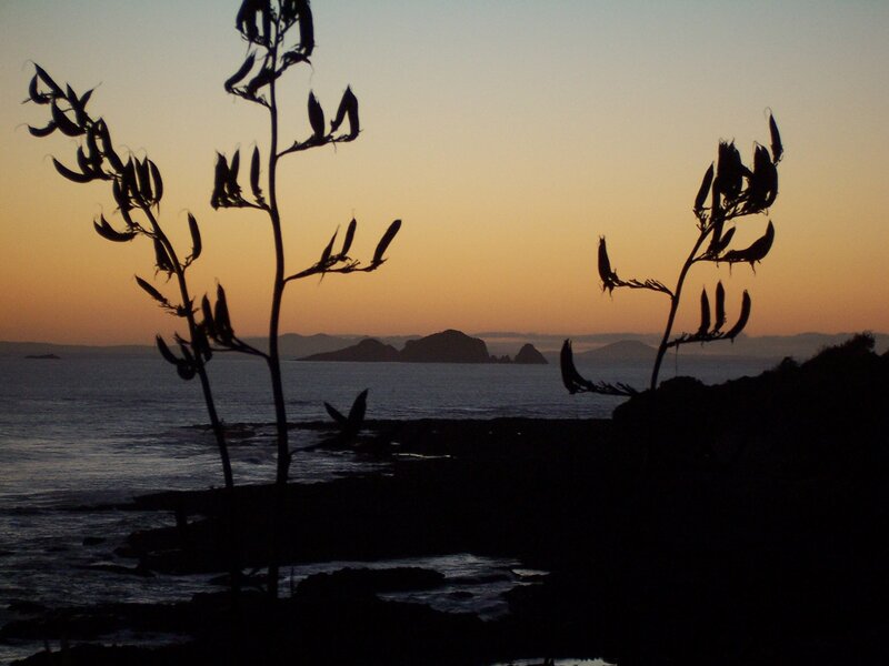 Silhouetted Flax Plants