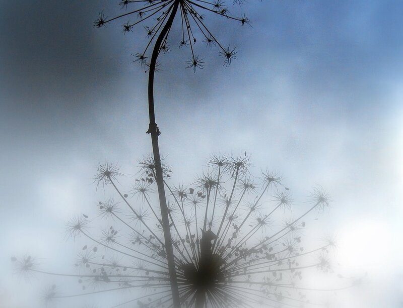 Silhouetted flower against a cloudy sky