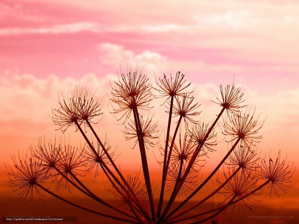 Silhouetted flower against sunset