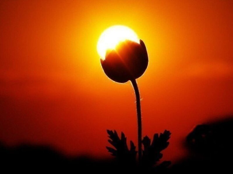 Silhouetted Flower at Sunset — Orange