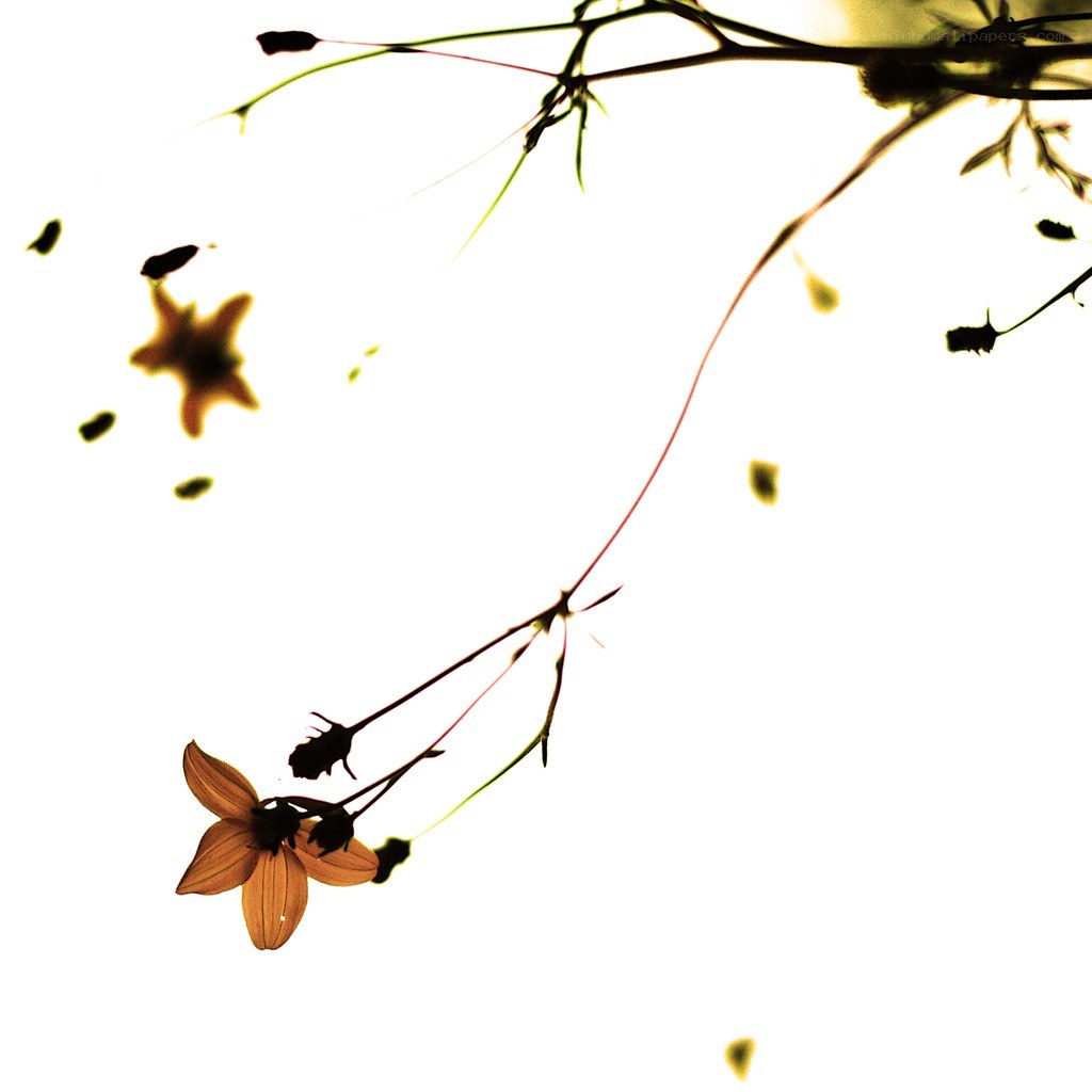 Silhouetted flowers against bright light