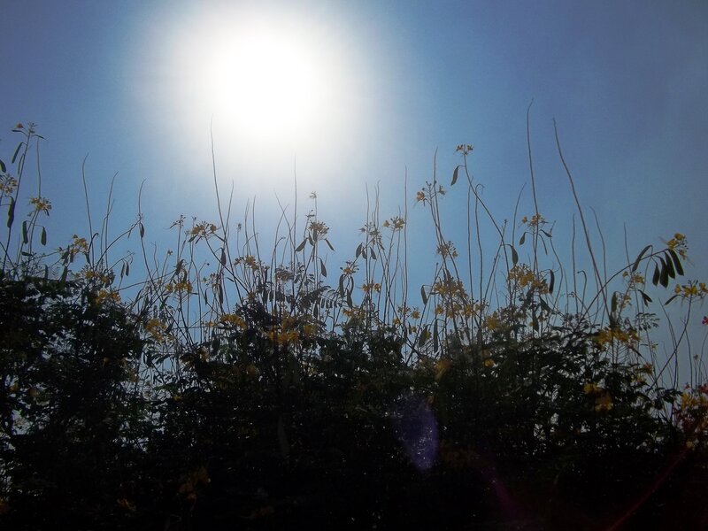 Silhouetted Flowers Against Sun