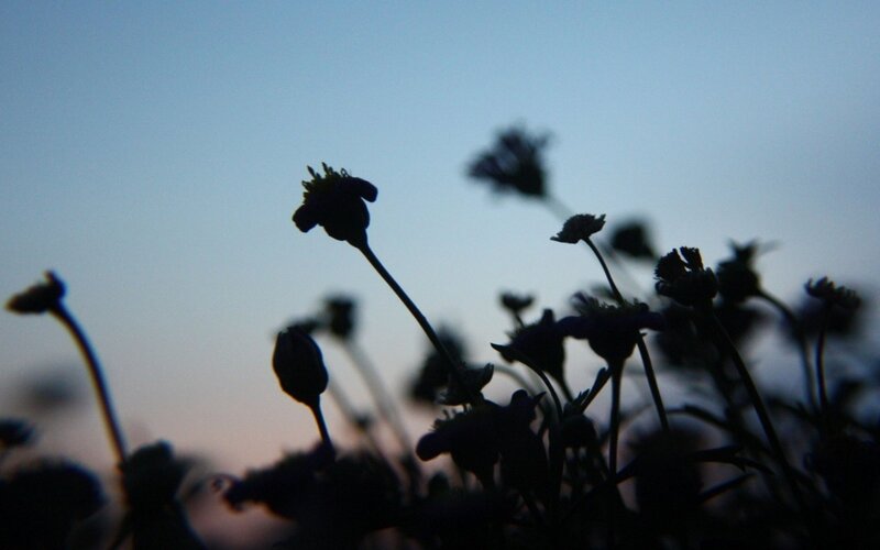 Silhouetted Flowers at Dusk