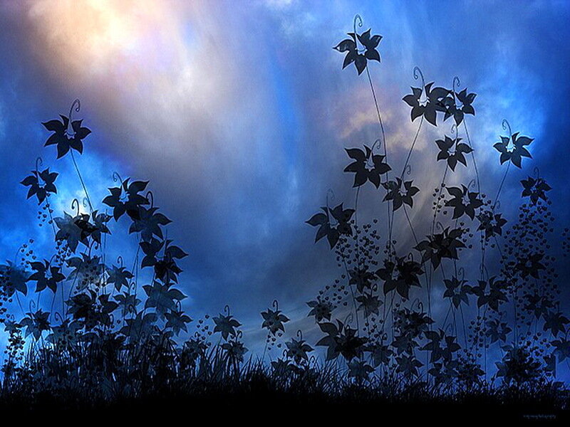 Silhouetted Flowers at Night